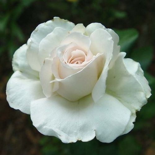 E-commerce, vendita, rose, in, vaso rose ibridi di tea - bianco - Rosa Métro™ - rosa mediamente profumata - Samuel Darragh McGredy IV. - ,-